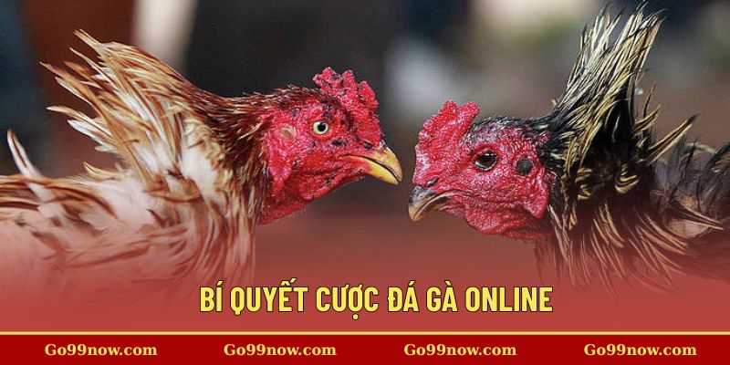 Bí quyết cược đá gà giúp bạn nâng cao tỷ lệ chiến thắng